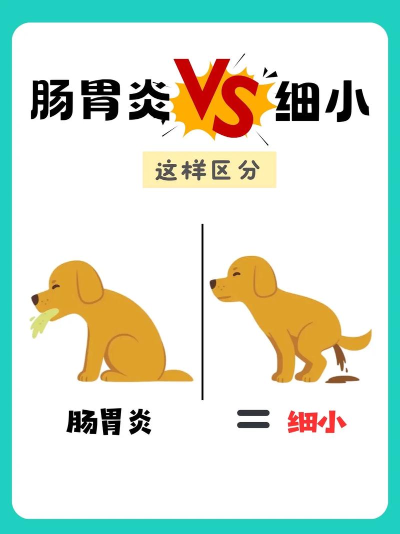 狗狗得细小症状