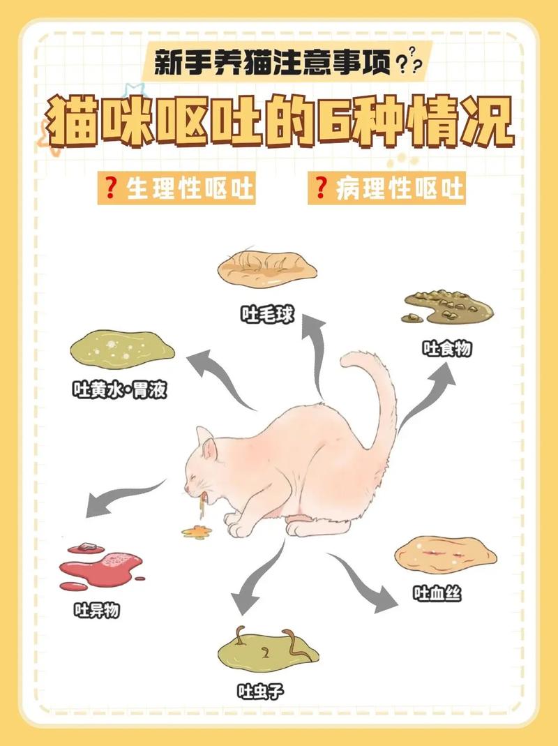小猫咪几天不吃饭不吐不拉