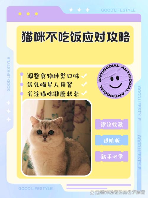 我家的猫几天不吃饭了,怎么办呢?