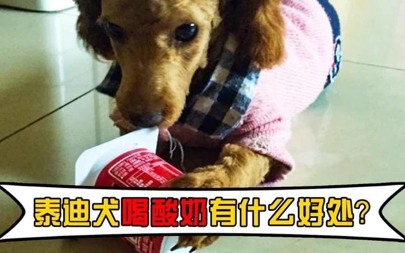 ..狗狗拉肚子咧..能喝酸奶不?..