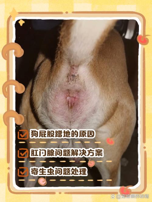 狗狗屁股痒痒怎么回事
