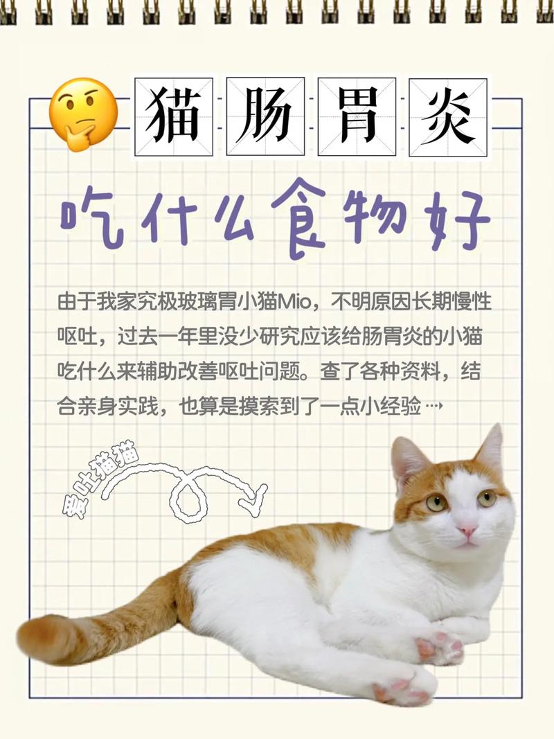 猫咪消化不良怎么办猫咪消化不良吃什么