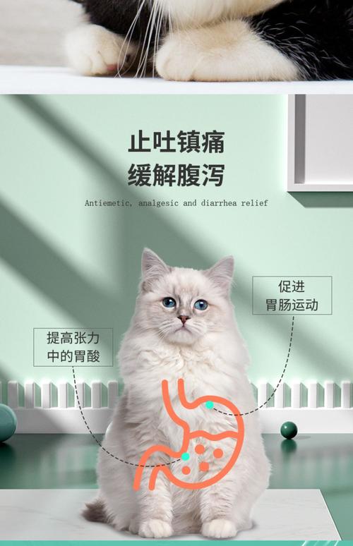 猫咪不吃不喝怎么办?