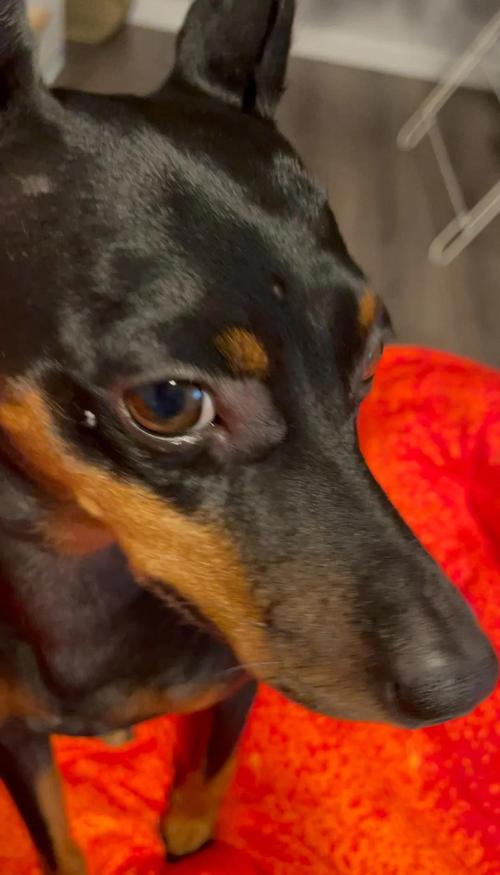 狗狗打预防针过敏了