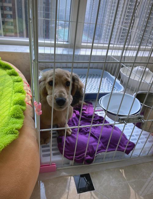 狗狗疫苗过敏怎么办