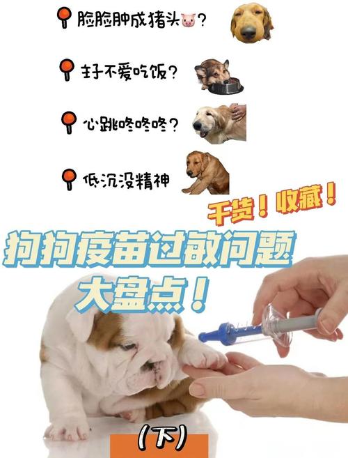 狗狗注射疫苗后过敏怎么办