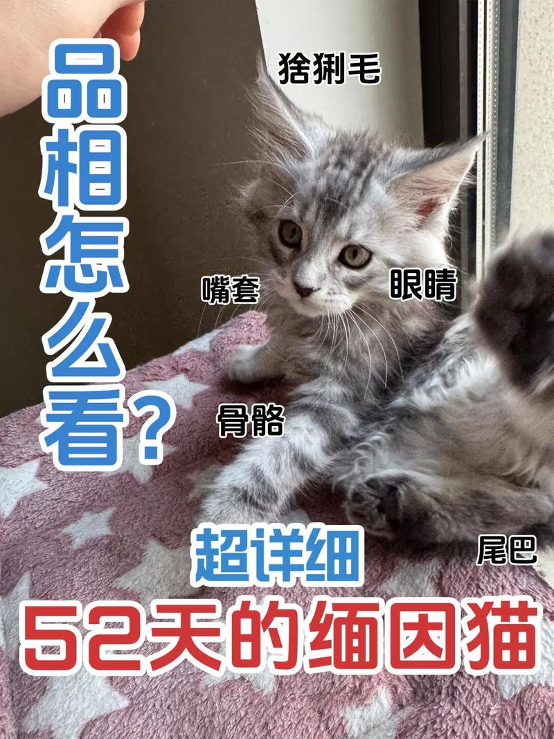 怎么看猫有没有2个月了