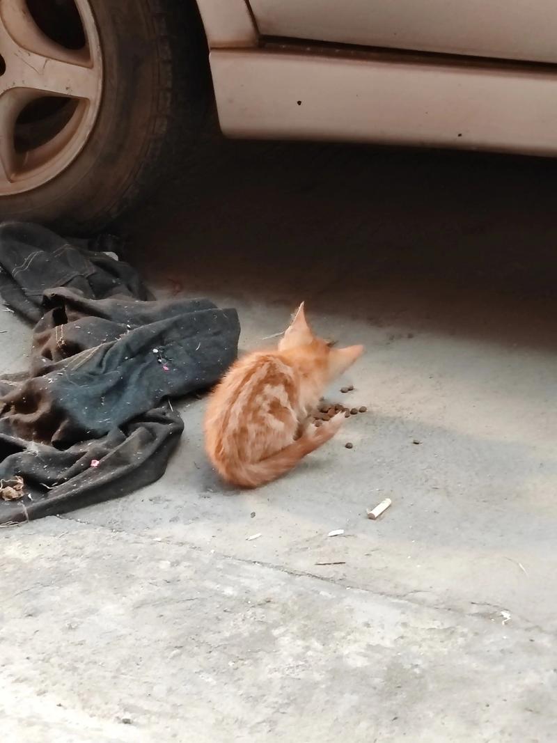 如何判断猫咪的年龄看这几个地方