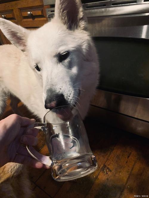 狗狗喝酒了怎么办