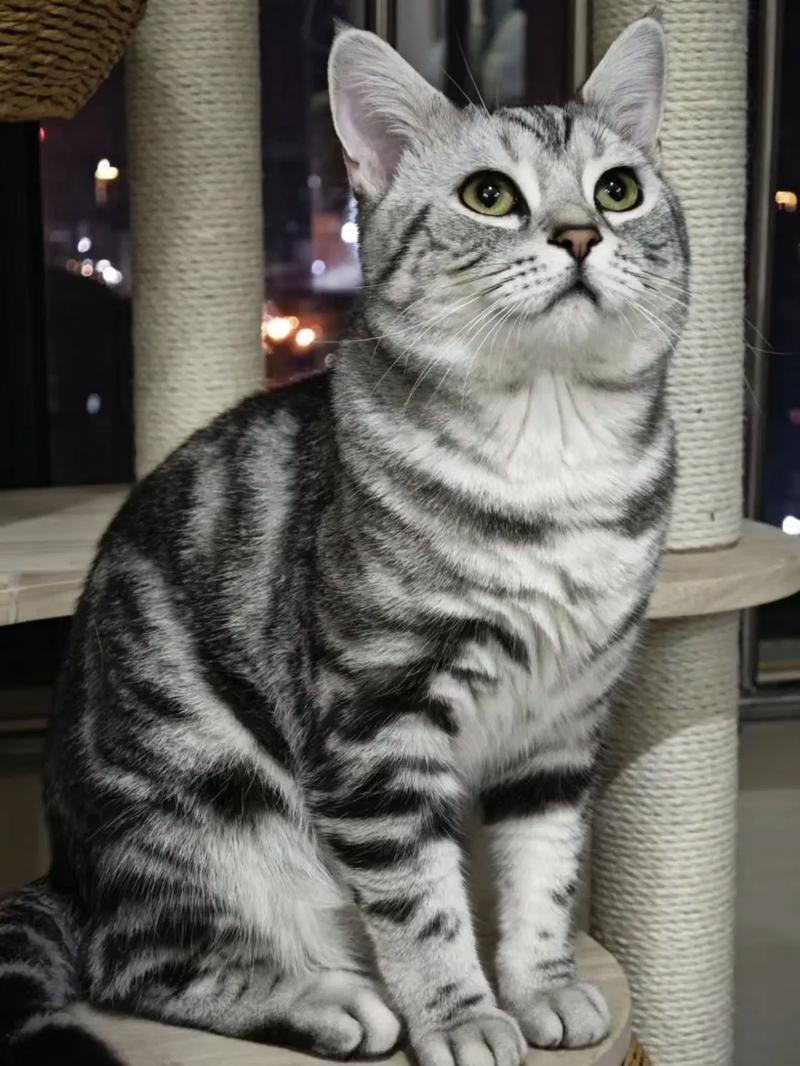 请问,狸花猫会发腮吗,怎么把狸花猫养发腮