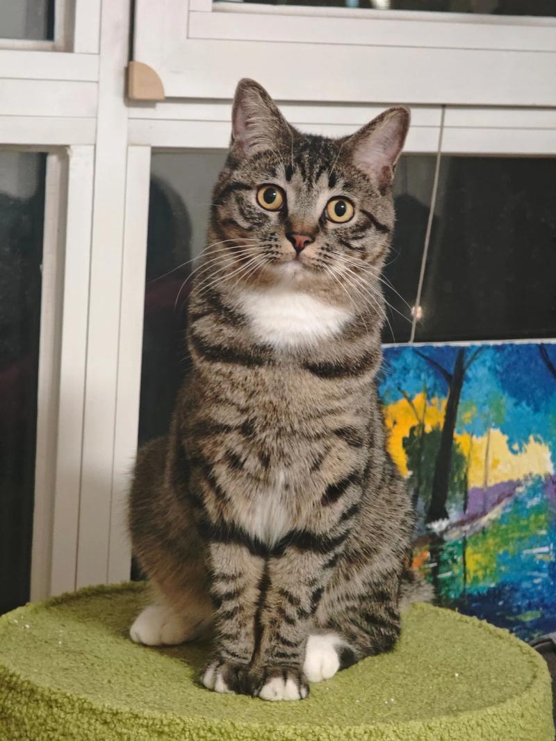 母猫发腮期是什么时候