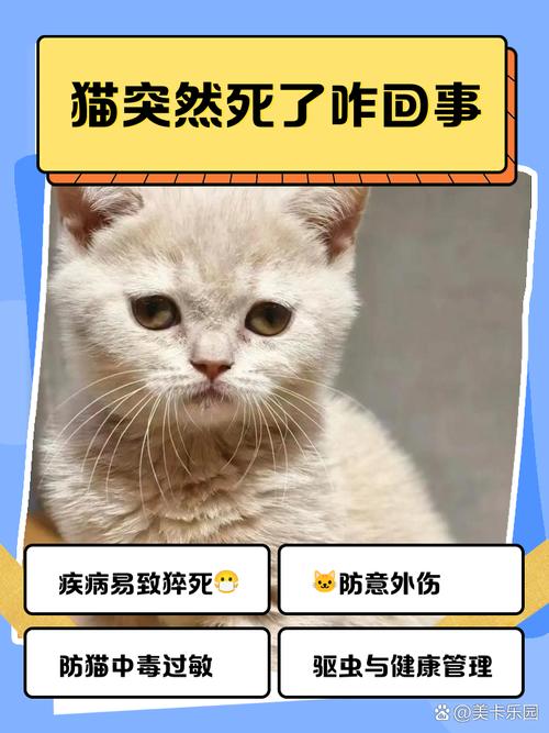 为什么小猫要死的时候一直叫