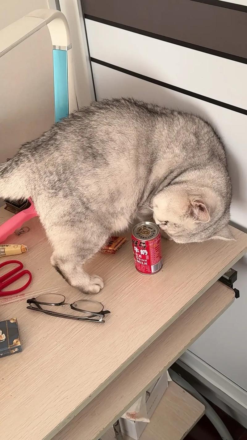 能给猫喝旺仔牛奶吗