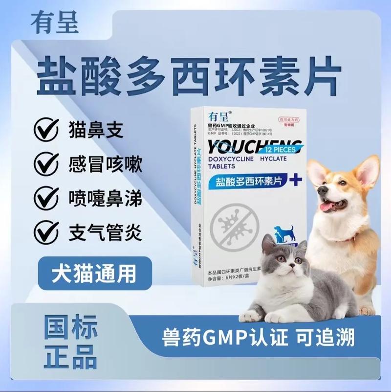 狗狗可以吃什么消炎药