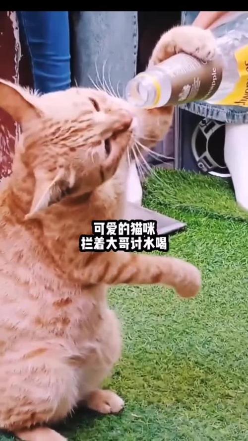猫咪口渴会有什么行为表现?