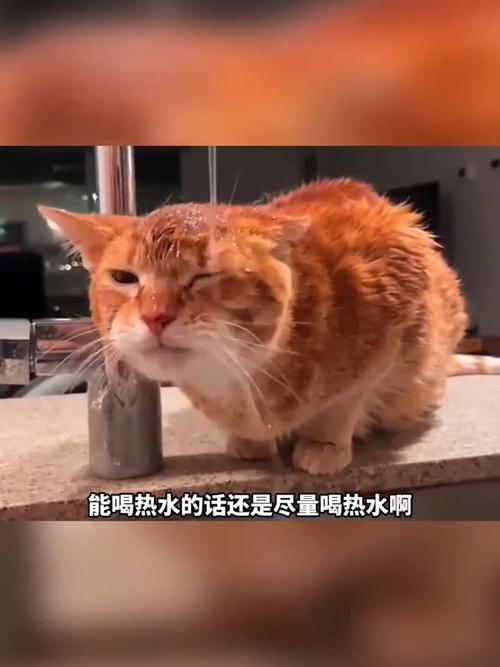 猫咪有出现脱水和口渴的症状是怎么了?