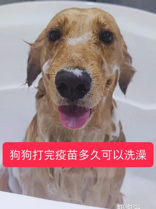 小狗可以在打针一周后洗澡吗?