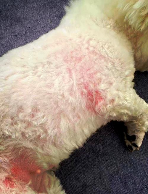 狗狗过敏能自己恢复吗