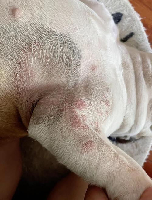 狗嘴巴肿了会自然好吗