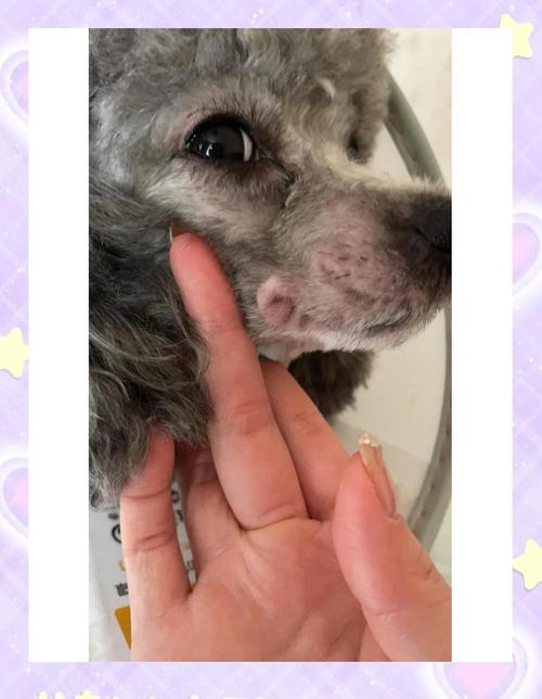 狗狗过敏能自愈吗