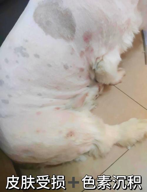 狗狗过敏会自己消肿吗