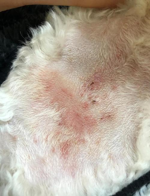 皮肤病狗狗用什么洗澡