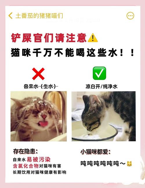 猫咪可以每天喂蜂蜜水吗每天