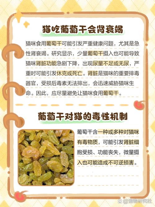 小猫咪为什么不能吃葡萄?