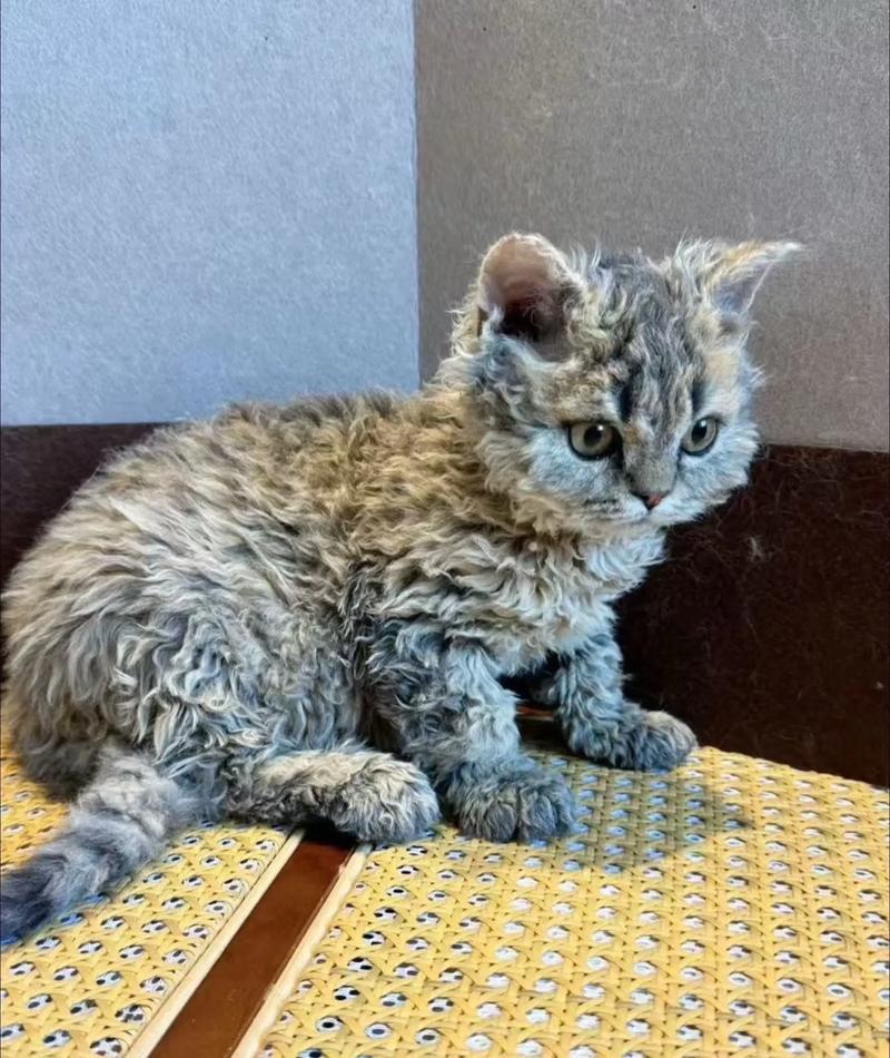 猫咪拉稀的原因