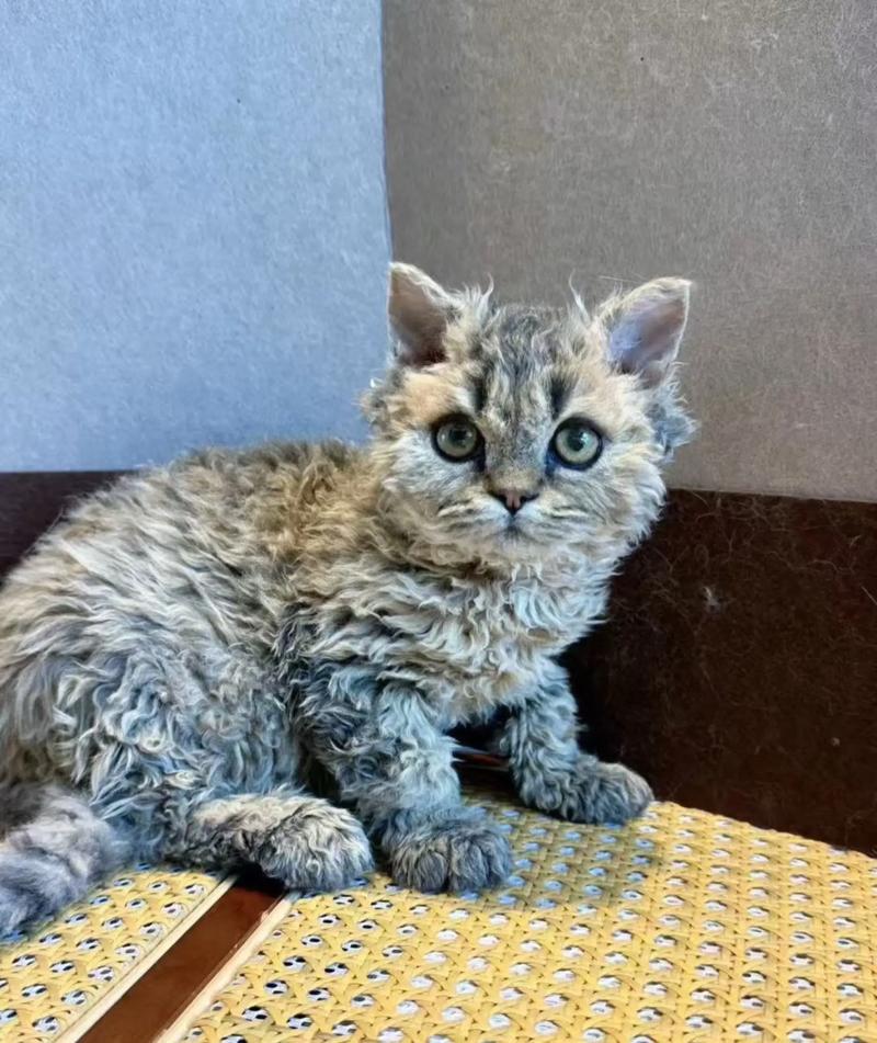 猫咪拉肚子两天死了