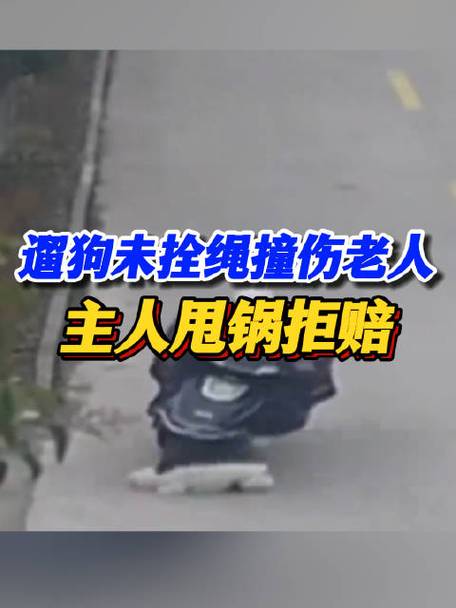 狗狗没栓绳被车撞死了,要赔付多少钱
