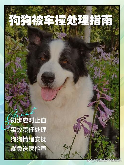 狗狗被车撞了走保险程序需要几天