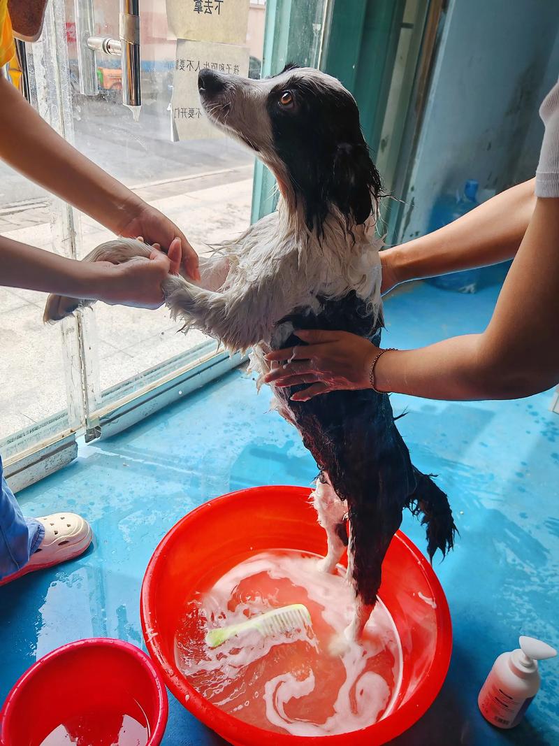 在家给边牧狗狗洗澡的方法