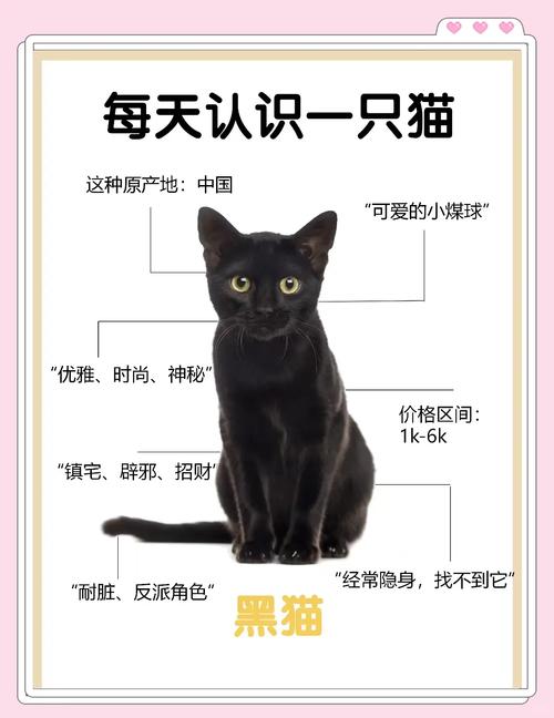 猫猫的寿命有多长?