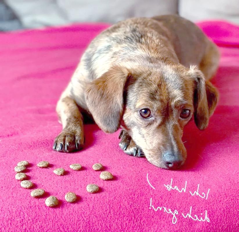 狗狗不能吃淀粉的原因有哪些?