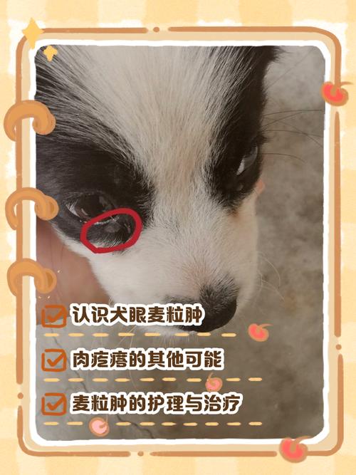 狗狗第三眼睑增生用什么药好?