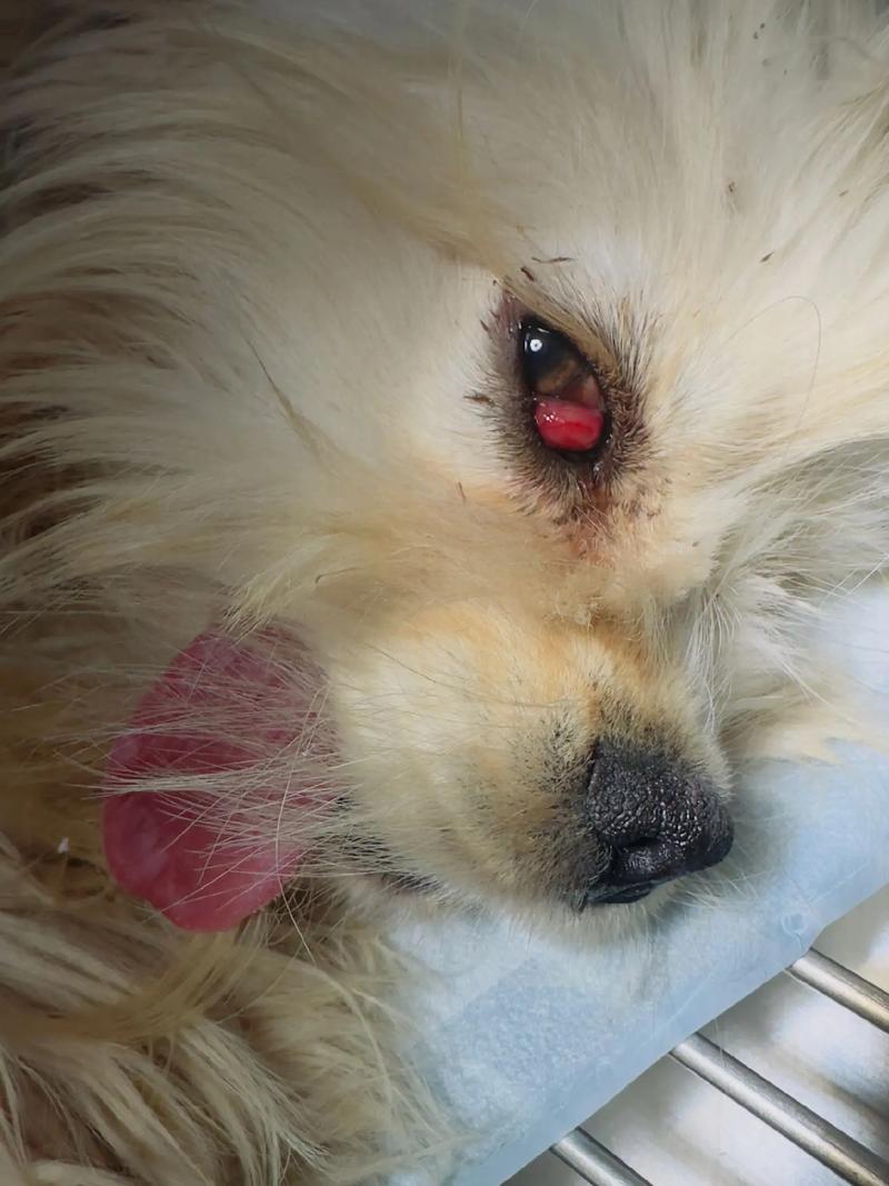 我家狗狗得了第三眼睑增生,我问了兽医,说手术要400左右,太贵了,你那...