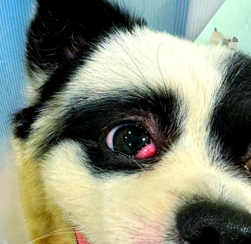 金毛第三眼突出多少钱能治好