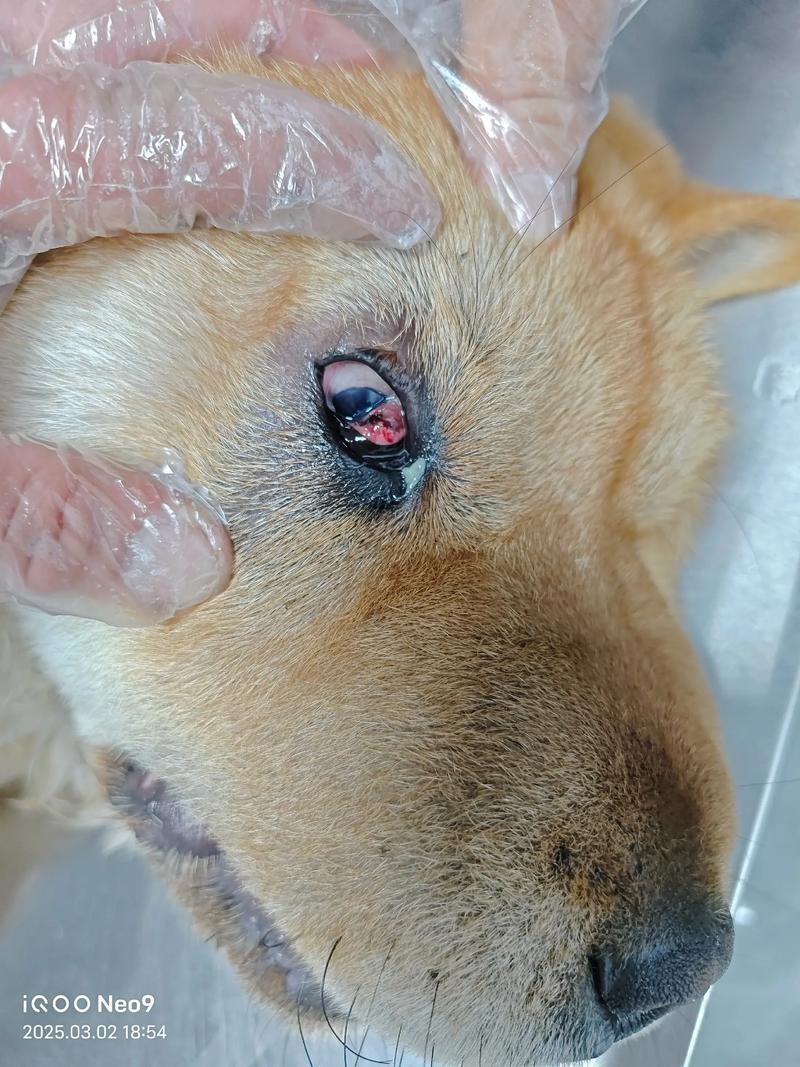 小狗眼睛长红色的肉