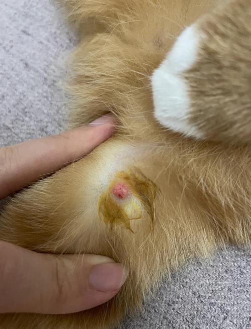 猫咪身上长了好几个小肉疙瘩