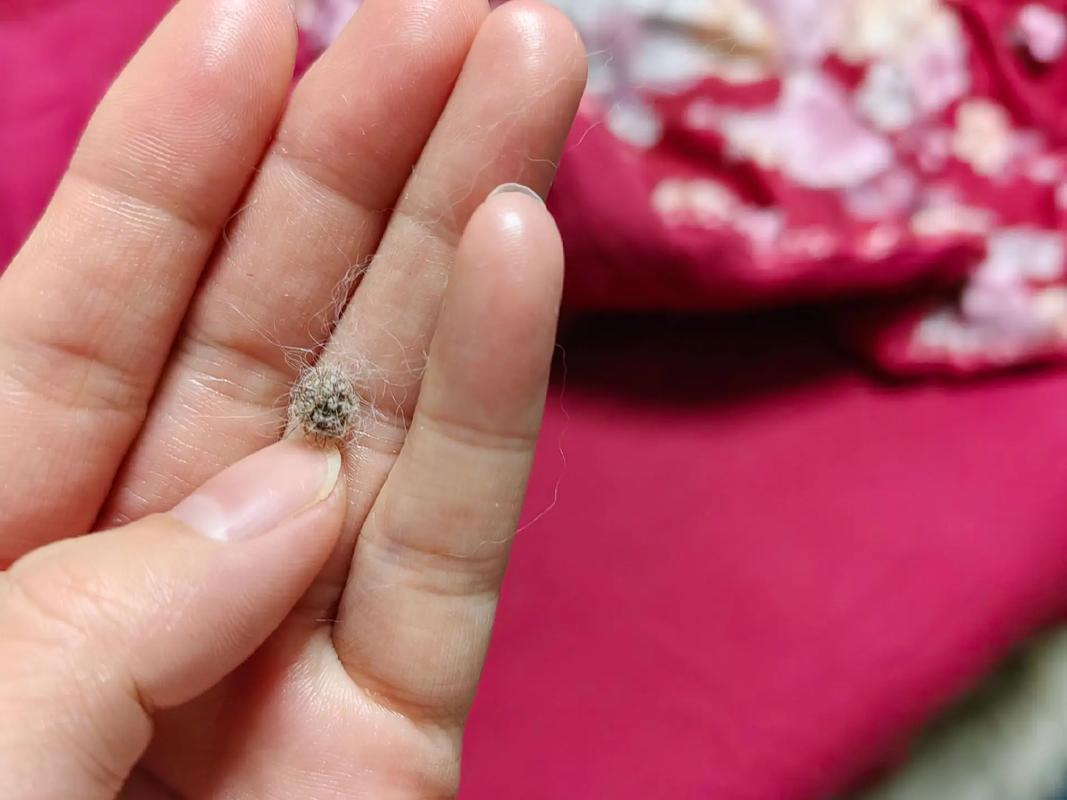 猫咪身上长红色的疙瘩?