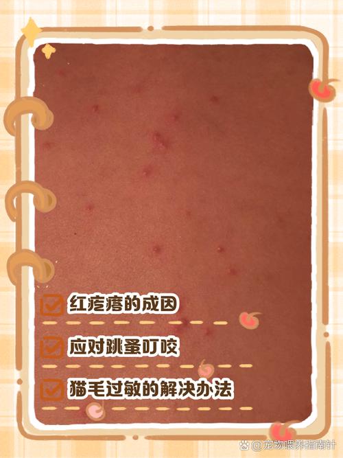 小猫身上有一个个小红疙瘩,怎么办?