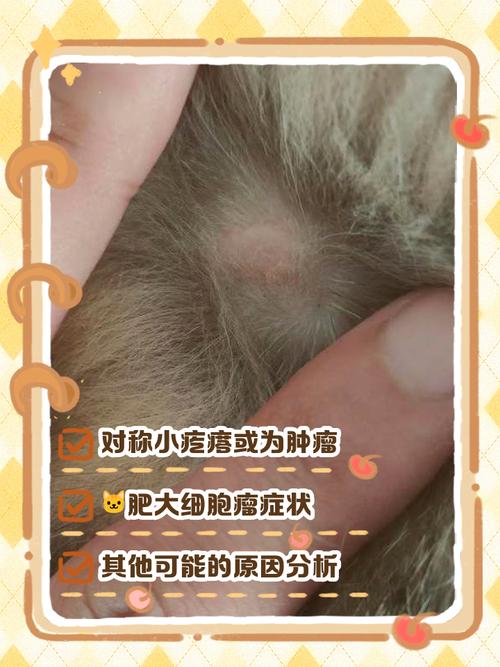 养猫身上长红疙瘩很痒是什么原因