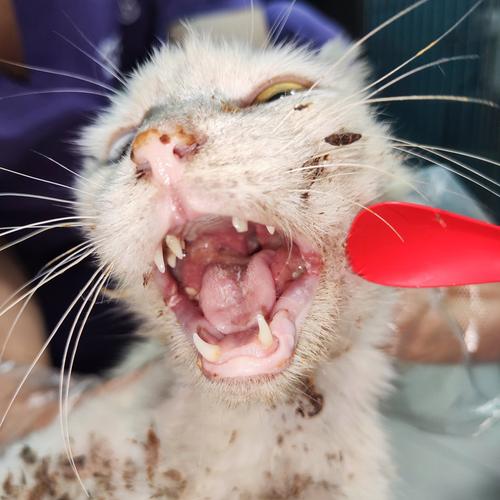 猫咪口炎能活多久啊