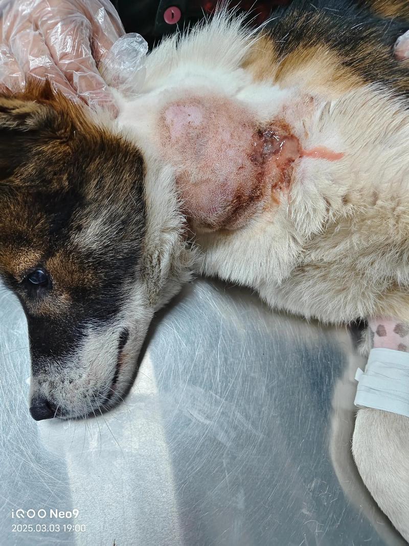 狗伤口化脓几天能好