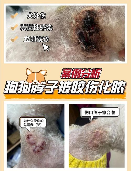 狗伤口化脓能自愈吗