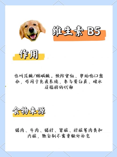 狗狗吃维生素B的作用