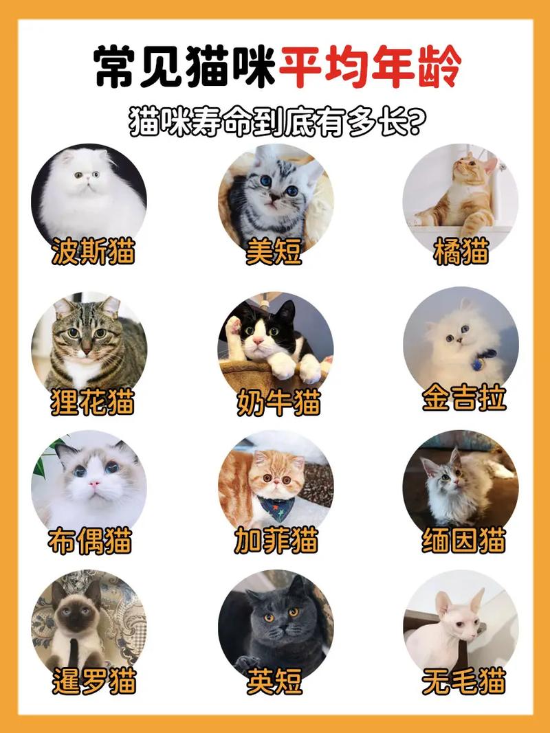 猫咪寿命有多长?喵星人的长寿秘诀是什么?