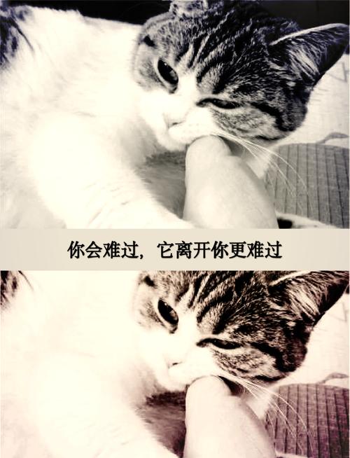 家猫一般寿命多长?母猫一般几岁不再发情?几岁步入老年?谢谢。_百度...