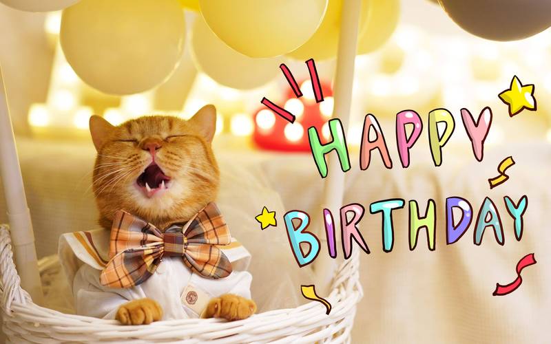 普通家猫的寿命有多长?我家的猫养了5年多了,是否算老猫了?我害怕有[One]、..